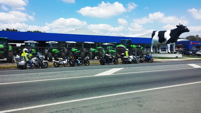 Morrinsville big cow